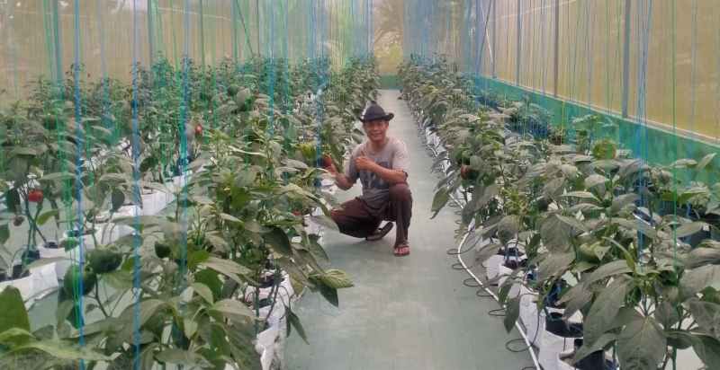 BUDIDAYA SAYURAN: I Made Sandi alias Kadek Melon Petani Desa Bangli, Baturiti Tabanan yang melakukan budidaya sayuran paprika dengan pertanian green house berteknlogi smart farming.(juliadi/radar bali