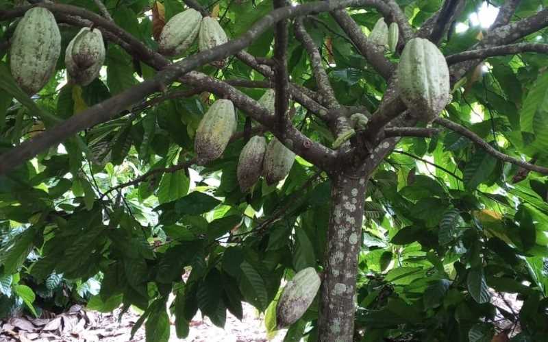 PERLU WASPADA HAMA TANAMAN : Tanaman kakao hasil perkebunan petani di daerah Selemadeg Raya, Tabanan, rawan serangan hama. (Foto:Juliadi)