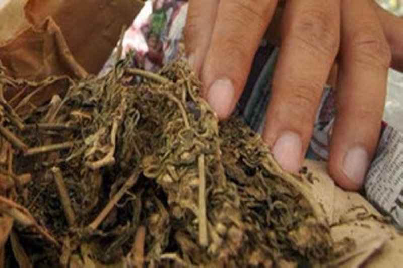 KARENA SAKIT: Ilustrasi ganja kering jenis  yang diduga dipakai PNO