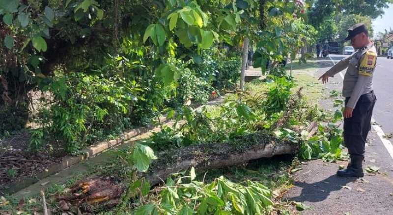 INI YANG MENIMPA SEORANG PEMOTOR: Pohon mengkudu di pinggir jalan yang tumbang menimpa pengendara motor .(foto:polsek mendoyo, jembrana)