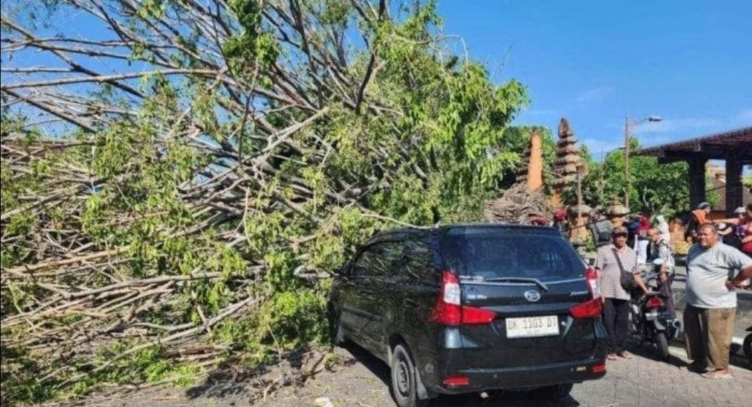 NAHAS: Pohon tumbang di sinag bolong di depan Pasar Badung 25 Agustus 2024