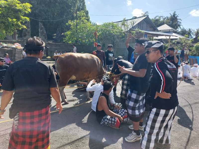 MENJAGA KESELAMATAN  :  Desa Pakraman Besang Kawan Tohjiwa, Kelurahan Semarapura Kaja, Klungkung gelar Mejaga-jaga. (dewa ayu pitri arisanti/radar bali)