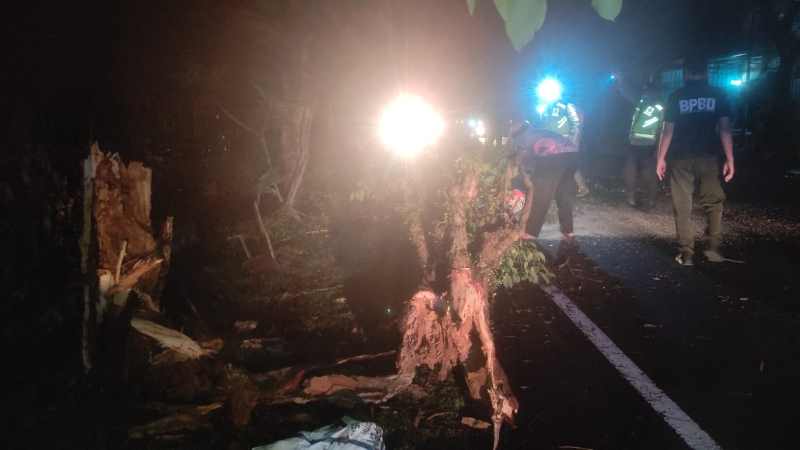 RINTANGI JALAN : Pohon perindang jalan yang menutup badan Jalan Raya Denpasar-Gilimanuk, wilayah Kelurahan Tegalcangkring, Kecamatan Mendoyo. Foto: (BPBD Jembrana)