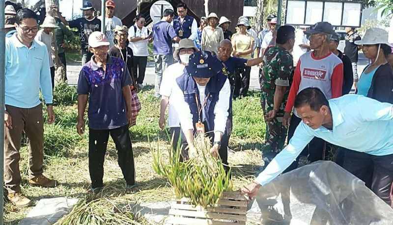 PANEN PADI ORGANIK : Pertanian organik di Klungkung . (Foto: Dinas Pertanian Klungkung).