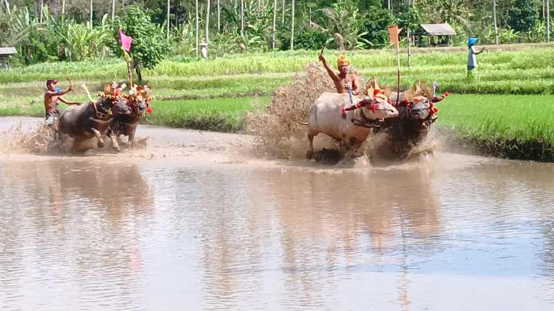 SERU : Atraksi Makepung Lampit, di Desa Manistutu, Kecamatan Melaya. (m.basir/radar bali)