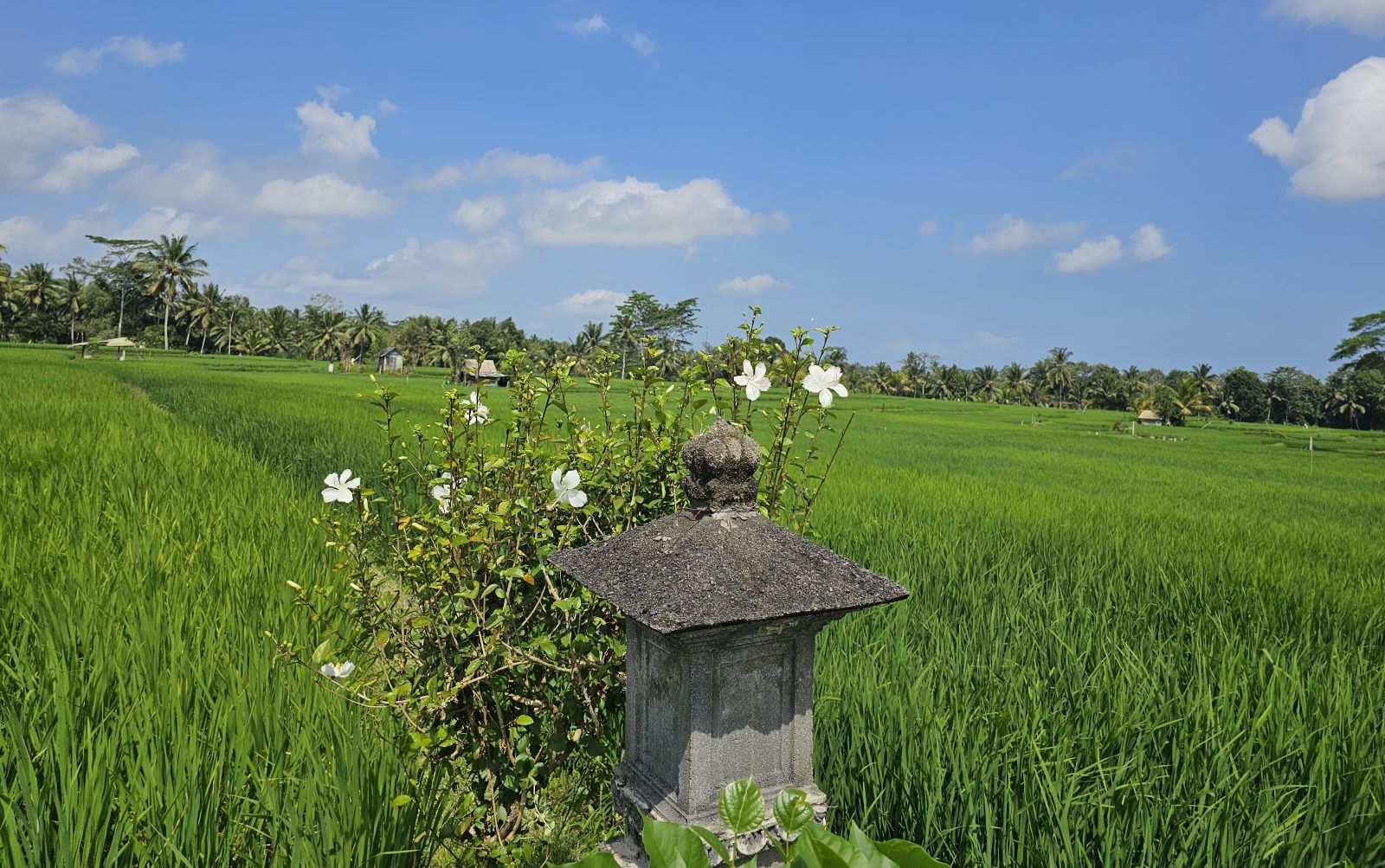 MORATORIUM: Rencana moratorium untuk menjaga lahan sawah/subak, subak di Desa Keliki, Gianyar