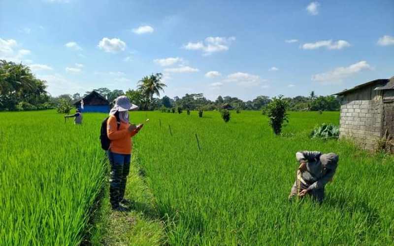 ORGANIK : Pertanian padi organik di Subak Jaka, Desa Kukuh, Kecamatan Marga Tabanan. (Foto Desa Kukuh Marga untuk Radar Bali)