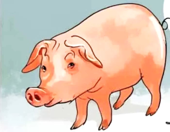 ilustrasi babi-Jawa Pos.com