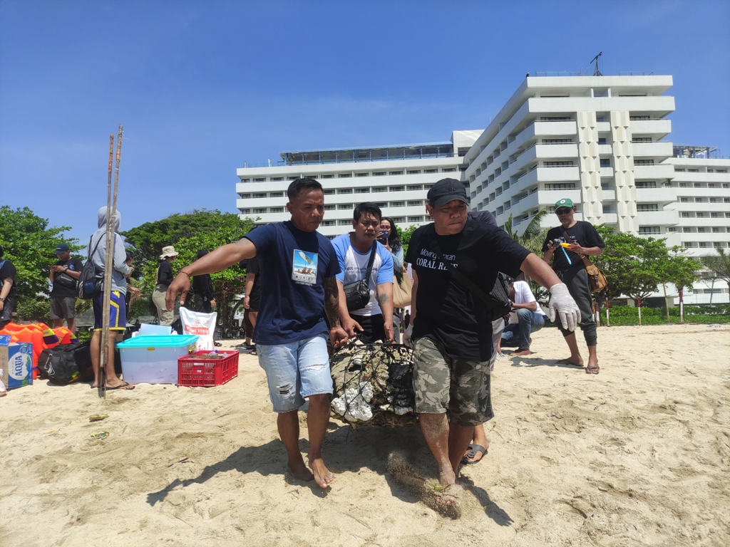 TANAM: Terumbu karang diangkut ke laut untuk selanjutnya ditanam di kawasan Pantai, Sanur, Minggu, 22 September 2024.