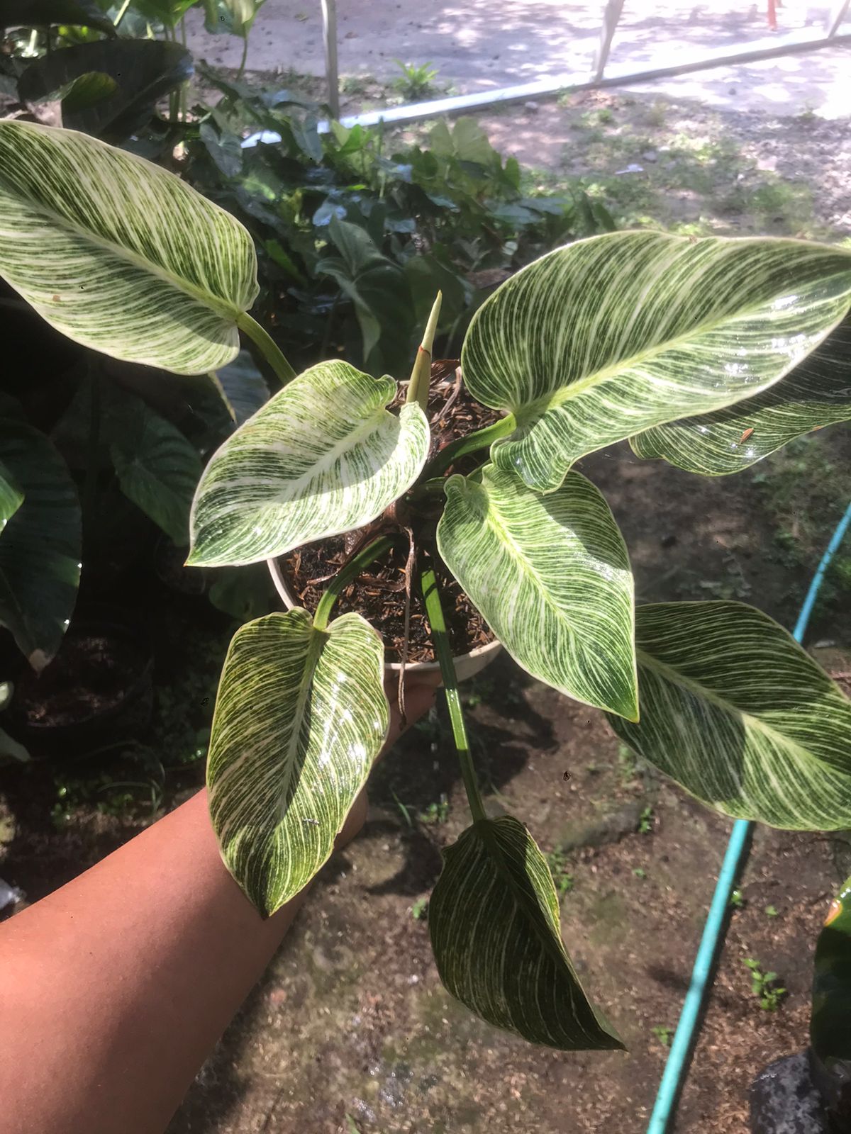Tanaman Hias Philodendron Birkin
