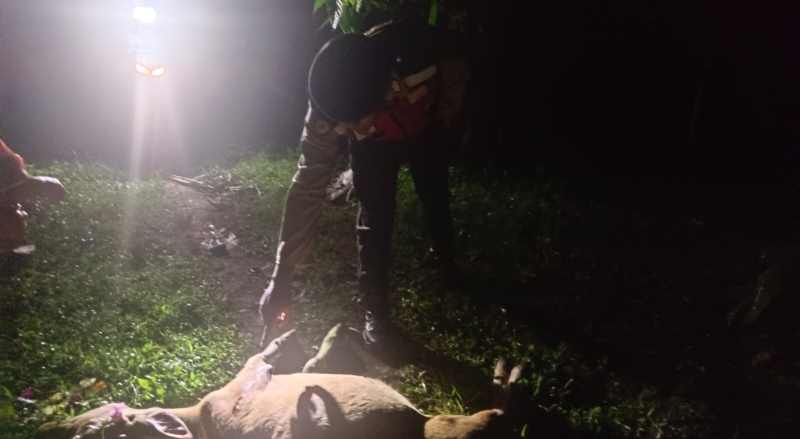 KAGETKAN WARGA : Sapi yang mati dengan luka tusuk. (Foto Polsek Melaya, Jembrana)