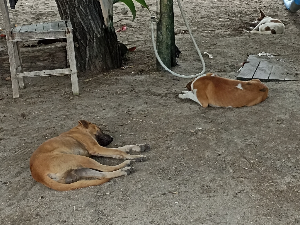 ANJING LIAR: Anjing liar masih berkeliaran di kawasan Pantai Jerman, Kuta, Badung.
