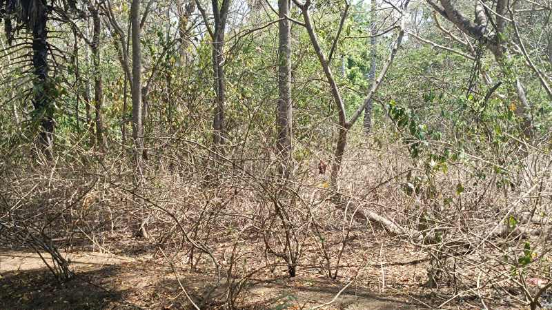RAWAN KEBAKARAN : Kawasan hutan Cekik yang gersang berpotensi terjadi kebakaran.(foto: m.basir/radar bali)