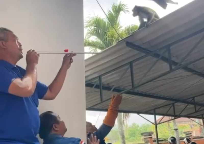 SUSAH DITANGKAP: Monyet berhasil ditangkap lagi setelah sempat berkeliaran di kantor inspektorat Jembrana. (Foto: Satpol PP Jembrana)