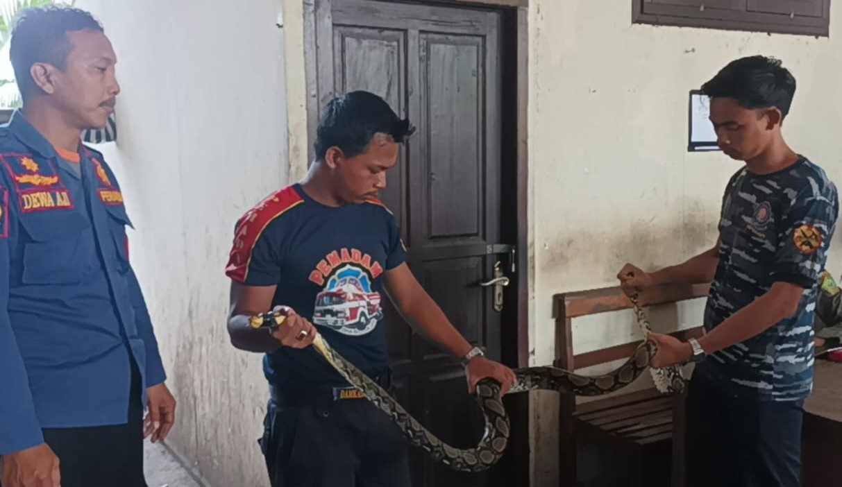 LAPORAN MENINGKAT : Petugas Damkar Negara mengamankan ular piton dari rumah warga beberapa waktu lalu. (dok.radar bali)