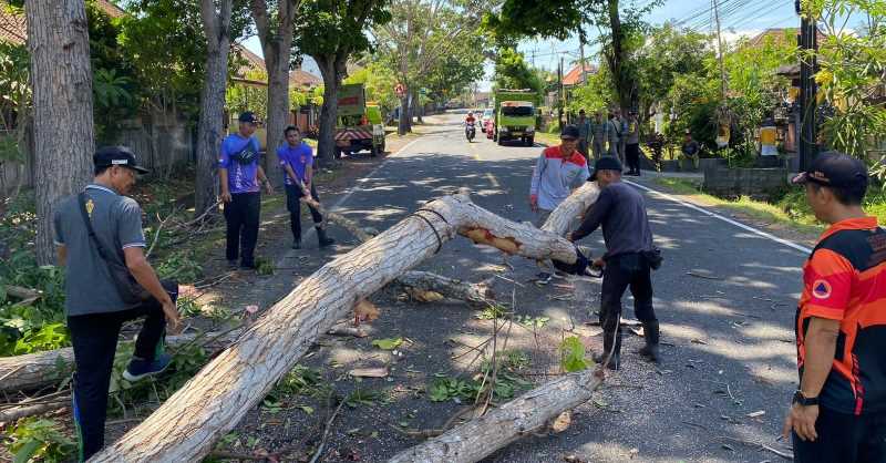 BERSIAP HADAPI MUSIM HUJAN : Penebangan pohon perindang jalan di Jalan Denpasar - Gilimanuk, Desa Candikusuma. (foto: BPBD Jembrana)
