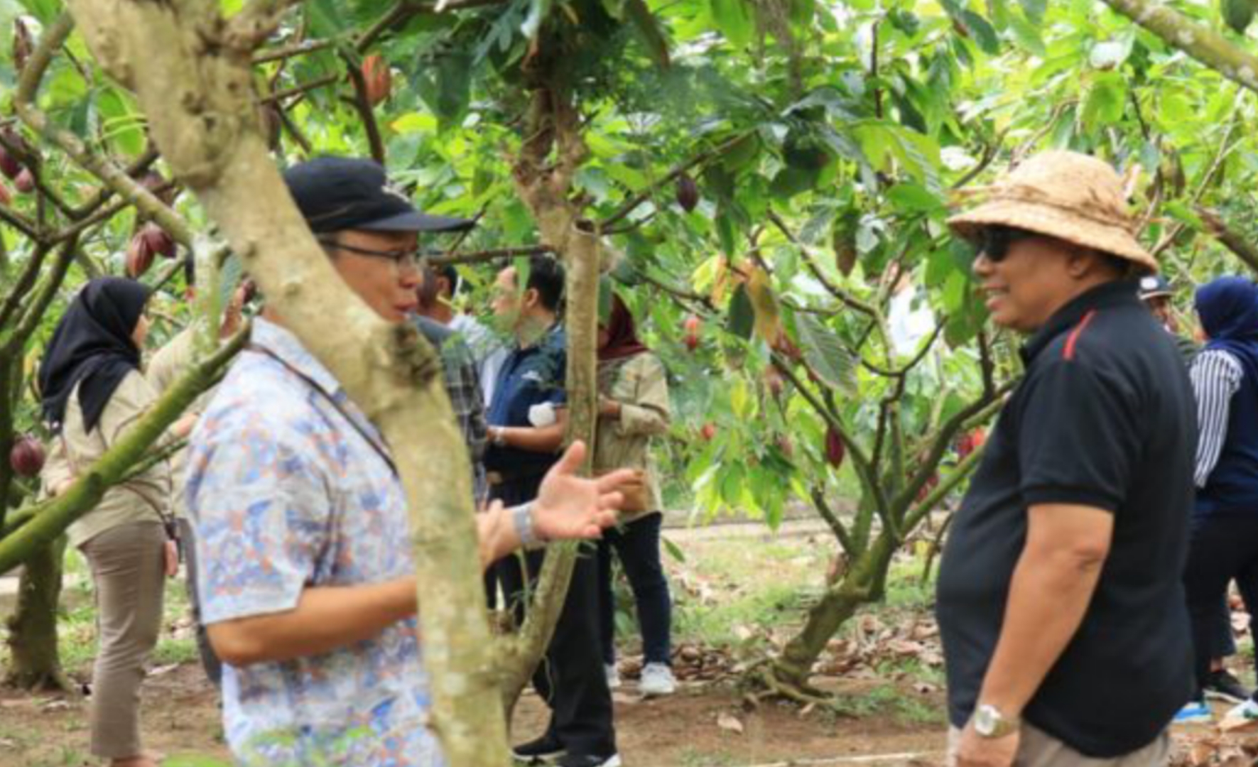 Bupati Jembrana I Nengah Tamba (kanan) di Kebun Kakao.
