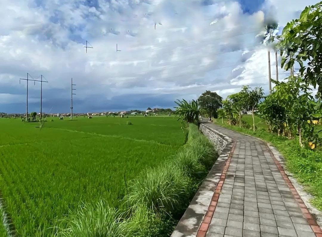 SEGAR: Jooging track di Subak Sembung Denpasar dengan panorama hamparan sawah