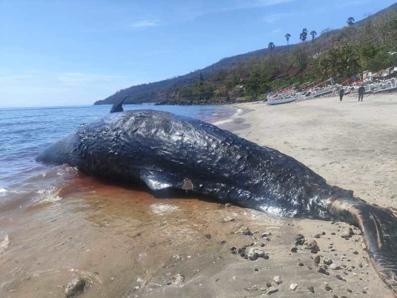 TERDAMPAR : Bangkai paus sperma saat ditemukan di Pantai Lipah, Desa Bunutan, Kecamatan Abang. (istimewa)