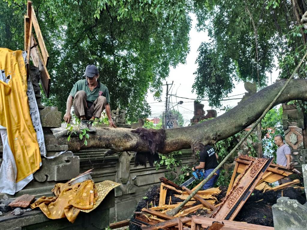 MENIMPA PELINGGIH: Pohon Beringin tumbang menimpa pelinggih di Pura Taman Sari akibat hujan lebat dan angin kencang serta petir di Br Piakan, Desa Sibangkaja, Abiansemal.
