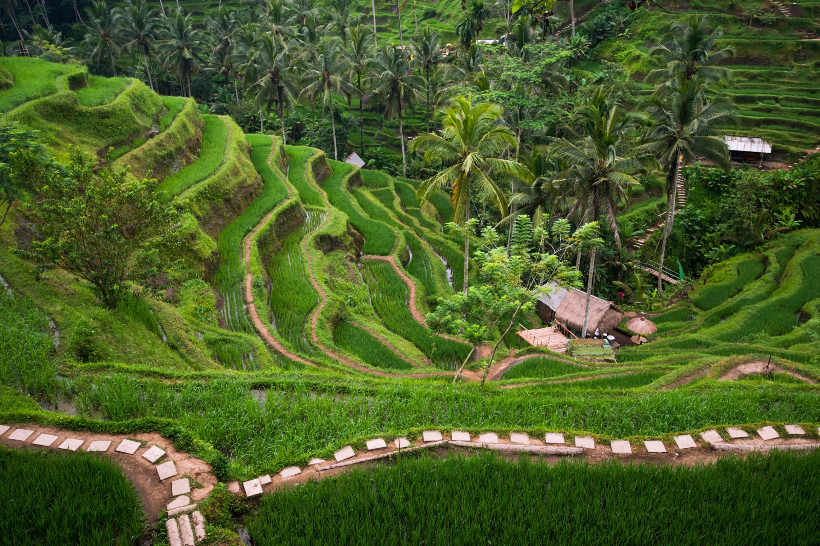 Tegalalang, Ubud.