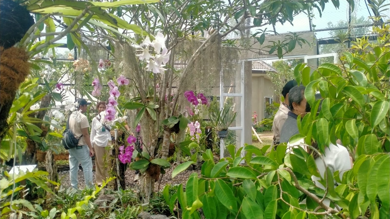 BUDIDAYA:  Kawasan Wisata Nuanu di Pantai Nyanyi, Desa Beraban, Kediri Tabanan  mengembangkan atau budidaya kebun kupu-kupu, botanic garden dan taman anggrek.