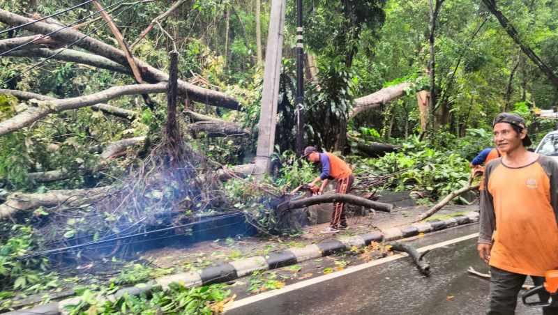 BERSIHKAN JALAN : Penanganan pohon tumbang di Jalur Denpasar-Gilimanuk sekitar jalan menuju Patung Adipura, Pesiapan Tabanan. (Foto BPBD Tabanan untuk Radar Bali)