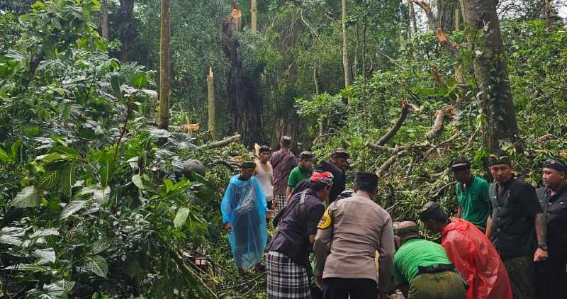 KARENA HUJAN DAN ANGIN BESAR: Evakuasi korban seusai kejadian pohon berukuran besar menimpa wisatawan yang berkunjung ke Monkey Forest Ubud.(foto:polres Gianyar)