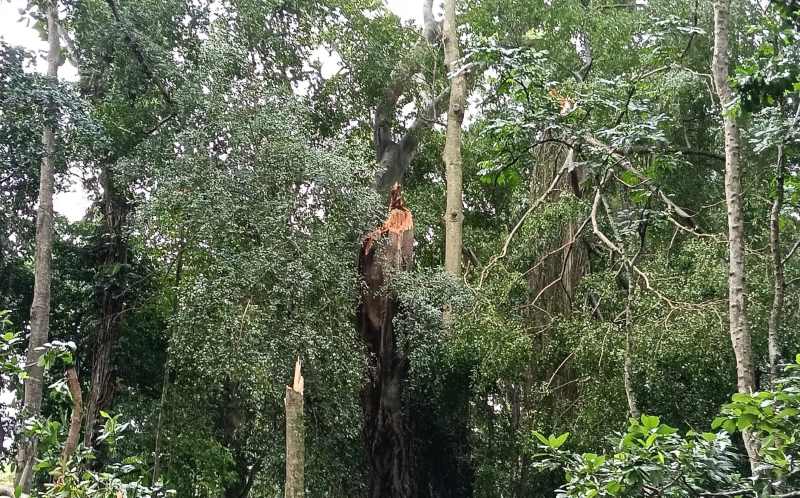 KONDISI POHON SEBELUMNYA SEHAT : Pohon  patah karena angin yang sangat kencang.(foto:polres Gianyar)