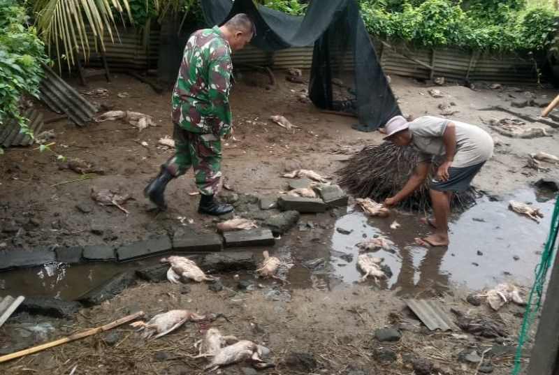 TERGELETAK BERSERAKAN : Bebek milik I Wayan Musika, warga Desa Takmung, Kecamatan Banjarangkan diduga diserang kawanan anjing liar. (foto: perbekel Takmung Nyoman Mudita untuk Radar Bali)