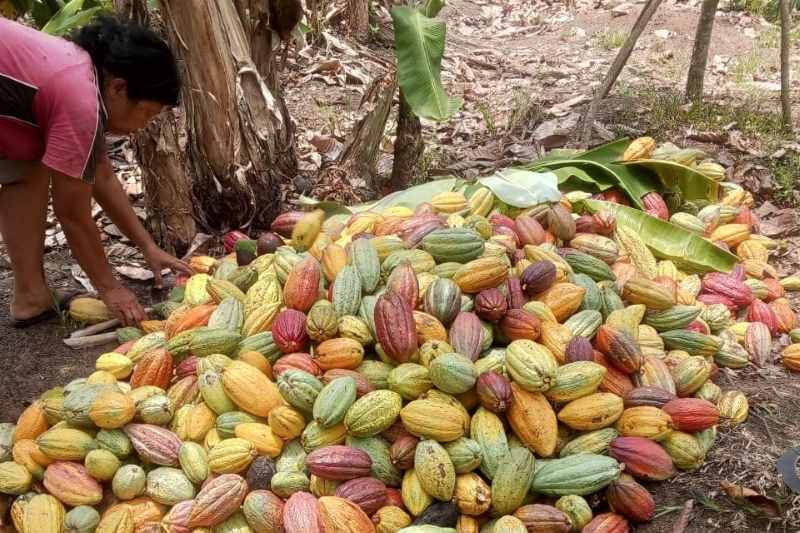 SEMAKIN DIMINATI : Suasana hasi buah kakao dari hasil pekebunan petani di Tabanan. (juliadi/radar bali)