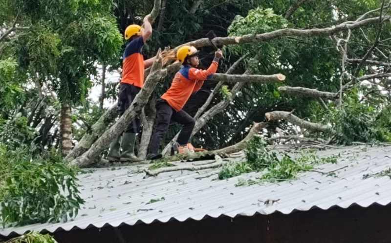 BERTUMBANGAN : Petugas BPBD Kabupaten Karangasem saat melakukan penanganan pohon tumbang akibat hujan deras dan angin kencang. (Foto BPBD Karangasem)