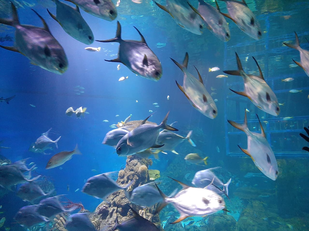 EKSOTIS: Salah satu Aquarium terbesar milik Marine Safari Bali yang menawarkan keindahan bawah laut sesungguhnya.