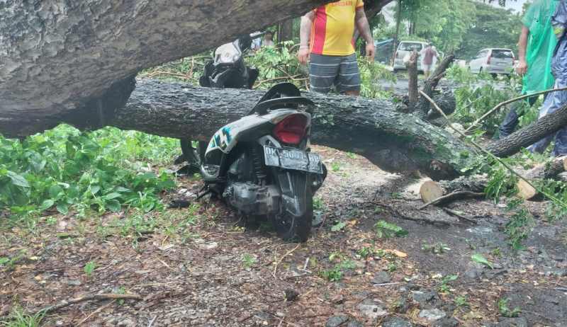 APES : Pohon perindang jalan menimpa motor yang parkir di pinggir Jalan IB Mantra wilayah Banjar Siyut. (foto:polres Gianyar)