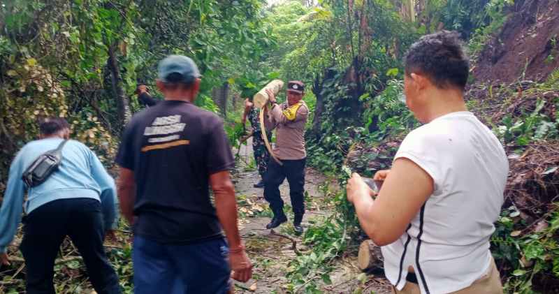 GOTONG ROYONG : Pohon tumbang di Dusun Sema Agung, Desa Tusan, Banjarangkan, petugas BPBD,polisi,warga bergotong royong membersihkan. (Foto: Humas Polres Klungkung)