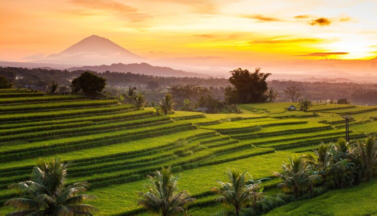 MEMUKAU - Pemandangan pagi di Jatiluwih. Warisan dunia ini menjadi destinasi wajib pecinta keindahan alam di Bali.