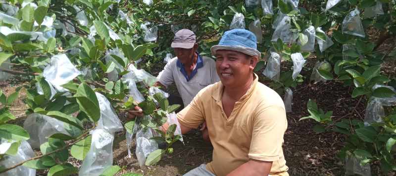 BERKAH JAMBU : Made Budiarta bersama ayahnya petani asal Banjar Dinas Kambangan ,Desa Apuan, Baturiti,Tabanan, yang sukses membudidayakan jambu kristal. (juliadi/radar bali)