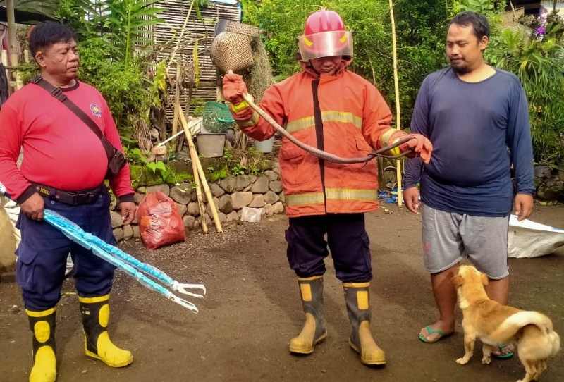MASUK KE PERMUKIMAN WARGA: Petugas Damkartan Karangasem saat melakukan evakuasi ular yang masuk ke pekarangan warga. (Foto damkartan Karangasem)