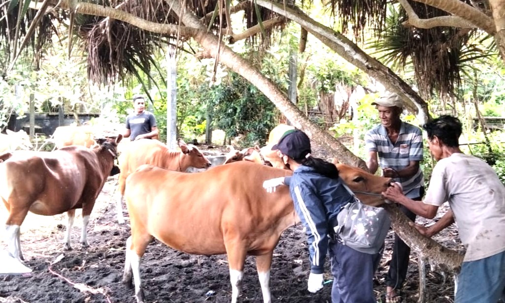 SUNTIK VAKSIN : Vaksinasi PMK pada sapi di Desa Delodberawah, Jembrana. (foto: Distan Jembrana)
