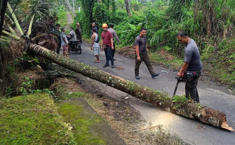 TUMBANG : Pohon kelapa yang tumbang akibat angin kencang di Tabanan. (Foto/Humas Polres Tabanan Untuk Radar Bali)