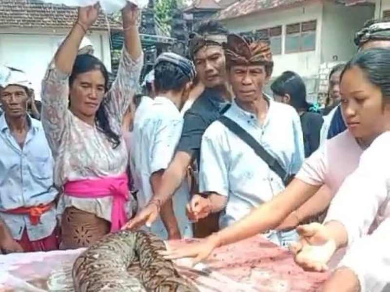 DIMANDIKAN KARENA PERISTIWA MISTIS: Ular sanca yang mati dibunuh warga di Banjar Gelagah, Desa Kutampi, Kecamatan Nusa Penida, dimandikan sebelum dikubur.(istimewa)