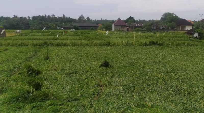 TERANCAM GAGAL PANEN : Kondisi pertanian padi di Desa Banyubiru yang rebah karena angin kencang. (m.basir/radar bali)