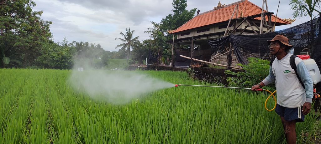 ALAMI: Pekaseh Subak Jaka I Wayan Yusa menyemprotkan cairan organik di sawahnya Kamis (13/2/2025).