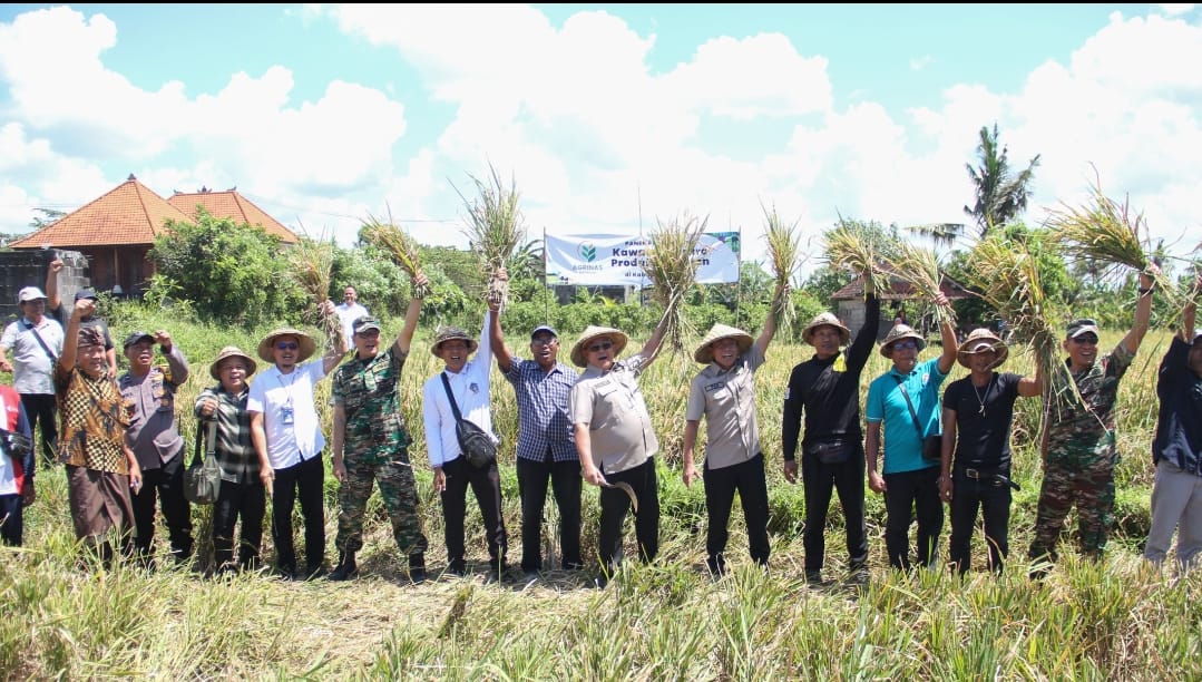 PT. Agrinas menggelar kegiatan panen padi perdana dan penyerapan gabah petani di Subak Abiansemal, Jumat (28/2/2025).