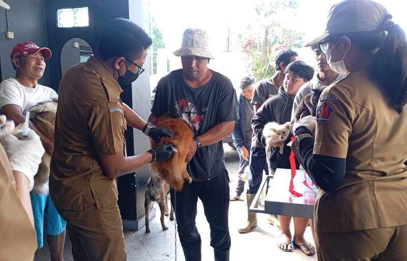 CEGAH VIRUS MELUAS : Ratusan anjing dan kucing di Desa Pancasari diberikan vaksin rabies. Ini dilakukan pasca kasus gigitan berujung kematian di Pasar Pancasari.(francelino junior)