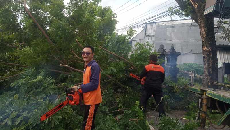 ROMPES POHON : Petugas BPBD Tabanan bersama DLH Tabanan yang melakukan perompesan pohon perindang di Jalur Denpasar-Gilimanuk.  (foto: juliadi/radar bali)