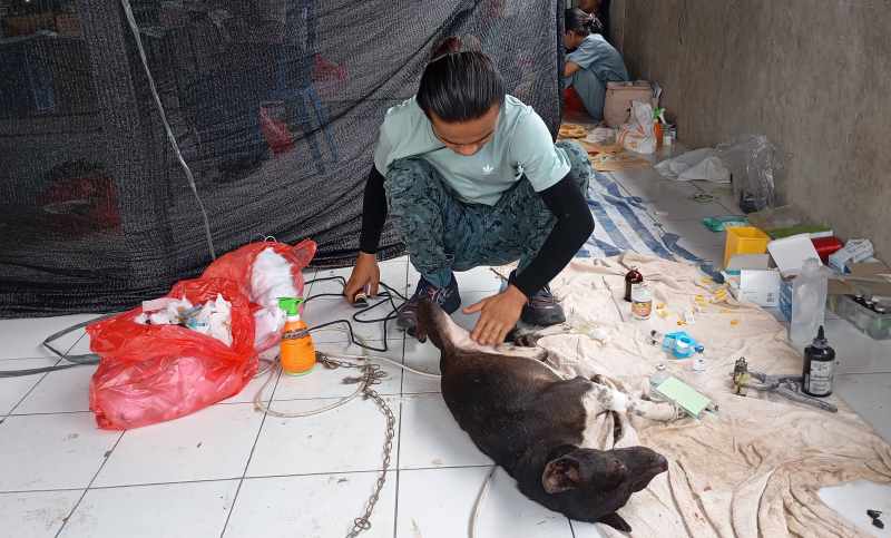 DISTERIL: Petugas medis tengah menangani salah satu anjing yang hendak disterilisasi untuk mengendalikan populasi anjing liar. (francelino junior/radar bali)