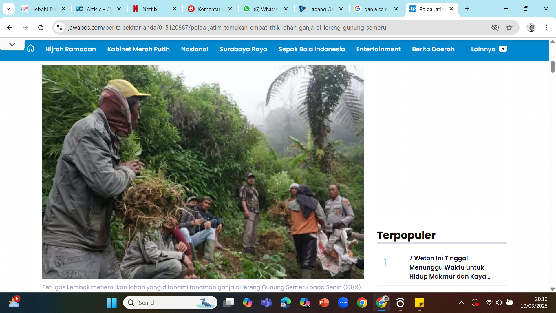 KEBUN GANJA - Polda Jatim dan Polres Lumajang memusnahkan sekitar 40 ribu batang tanaman ganja di lereng Gunung Semeru, Jatim.
