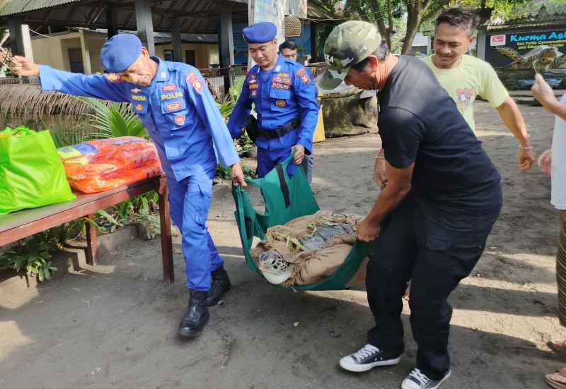 DILEPASLIARKAN : Pelepasliaran penyu hasil pengungkapan Polres Jembrana di Pantai Desa Perancak, Kecamatan Jembrana. (m.basir/radar bali)