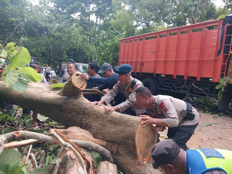 BERTUMBANGAN : Pohon tumbang di areal jalan raya Denpasar-Gilimanuk, Jembrana, beberapa waktu lalu. (dok.radar bali)
